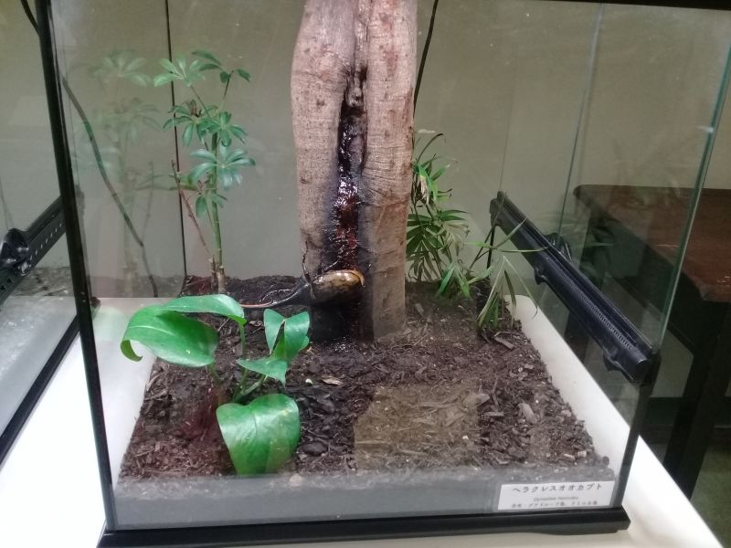 công viên Minoh Osaka